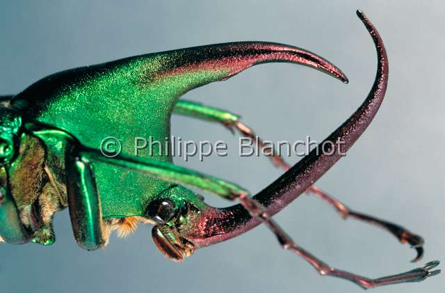 Theodosia westwoodi.JPG - in "Portraits d'insectes" ed. SeuilTheodosia westwoodiCetoine maleFlower beetleColeopteraCetoniidaeBorneo